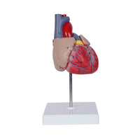Modelo Anatómico Cardio